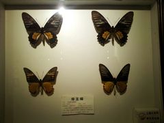 android_upload_pic-上海大自然野生昆虫馆