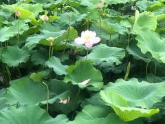 -荷塘月色湿地公园·向阳花洲
