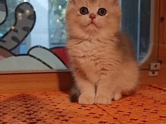 -欣宠猫屋·矮脚拿破仑·蓝金金渐层