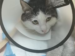 -宠颐生宠物医院·心肾内科·猫专科诊疗中心宠巢店