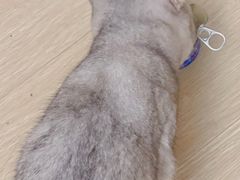 -佳雯宠物医院(四明中路分院)