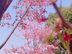 -顾村公园