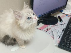 -安安宠医宠物医院·异宠·犬猫内科(岳阳分院)