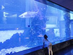-鲨鱼餐厅.海景川粤餐厅(重庆天地店)