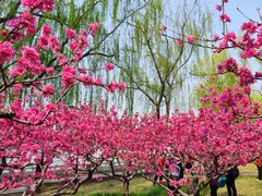 -莲花池公园
