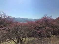 -新建村梅花