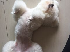 -创凡宠物医院·骨专科  猫科中心(西乡分院)