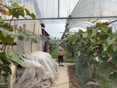 -马陆小张葡萄园农家乐