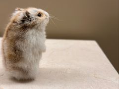 -美国自然历史博物馆