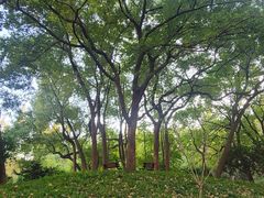 -徐家汇源景区-衡山公园