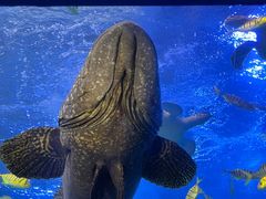 -太平洋海底世界