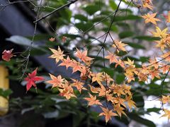 景观位-鱼桥巷·美学川菜