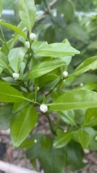 -敦南舒悦月子会所(南湖店)