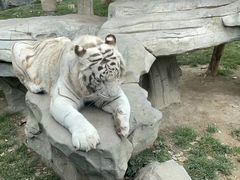 -北京野生动物园