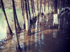 -桤木河湿地公园