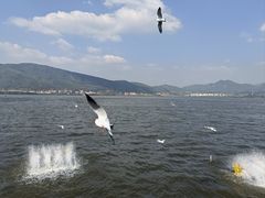 -海埂大坝