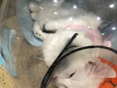 -伟伟宠物医院·CT影像中心·瑞派犬猫综合性门诊(汉口总院)