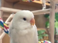 -吉丁鸟咖·异宠·寄养