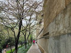 -武汉大学-樱园