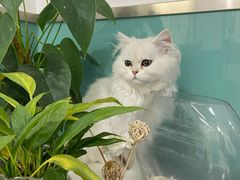 -欧奕国际动物医院