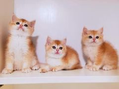 -十年猫舍·猫咪专门店(普陀店)