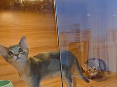 -猫十亿·布偶金渐层·曼基康矮脚猫舍(青年路店)