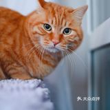 北京猫咪免费领养🐱胖大橘凰儿同学