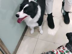 -宠福鑫康馨动物医院·骨科·眼科