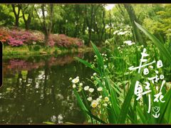 -上海共青森林公园