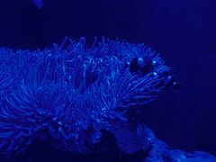 -悉尼海洋生物水族馆