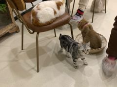 -共舞时光猫咖·狗咖(新街口店)