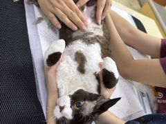 -美联众合动物医院·24h转诊中心