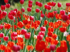 -北京国际鲜花港