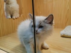 -屋虎猫馆(宝安大仟里店)
