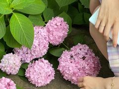 -上海滨江森林公园