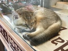 -1013 PET SHOP 宠物商店(近铁城市广场店)