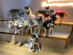 -Husky Go! 哈士奇体验馆·宠物咖啡厅狗咖