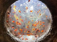 -珠海长隆海洋王国