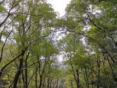 -金龙寺国家森林公园