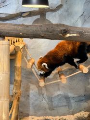 -Zoolung Zoolung动物主题公园(海信广场店)