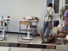 -共舞时光猫咖·狗咖(新街口店)