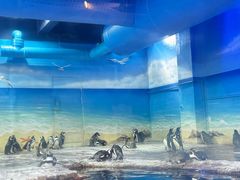 -海合安武汉极地海洋公园