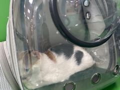 -北京观赏动物医院·24小时大型综合·猫专科·异宠专科