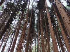 -武陵山森林公园
