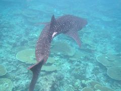 -中央格兰德岛温泉度假酒店 - 全包