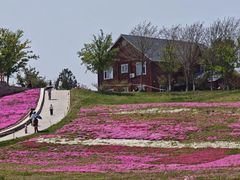-莱阳濯村樱花园