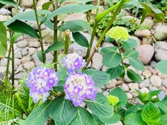 -成都市活水公园