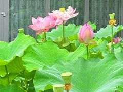 -陈家山荷花公园