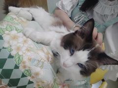 -猫在这儿猫咪咖啡馆·撸猫馆