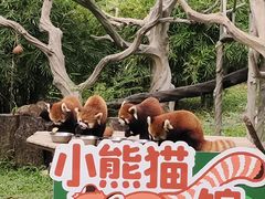 -广州动物园